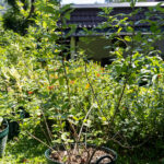 Vitex trifolia (ผีเสื้อ) – Thai medicinal shrub with trifoliate leaves and soft aromatic foliage.