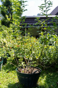Mads D 4 Vitex trifolia (āļāļĩāđāļŠāļ·āđāļ) â Thai medicinal shrub with trifoliate leaves and soft aromatic foliage.