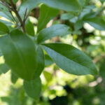 Vitex trifolia-3