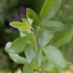 Vitex trifolia-4