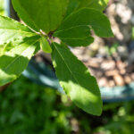 079 Ziziphus mauritiana – Indian Jujube (พุทรา / Put-sa) 1 Ziziphus mauritiana-3