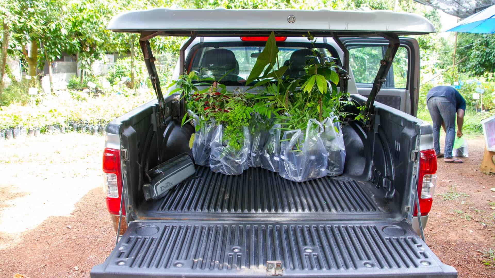 Young medicinal plants from Ban Dong Bang loaded onto a pickup truck for transport to Phuket