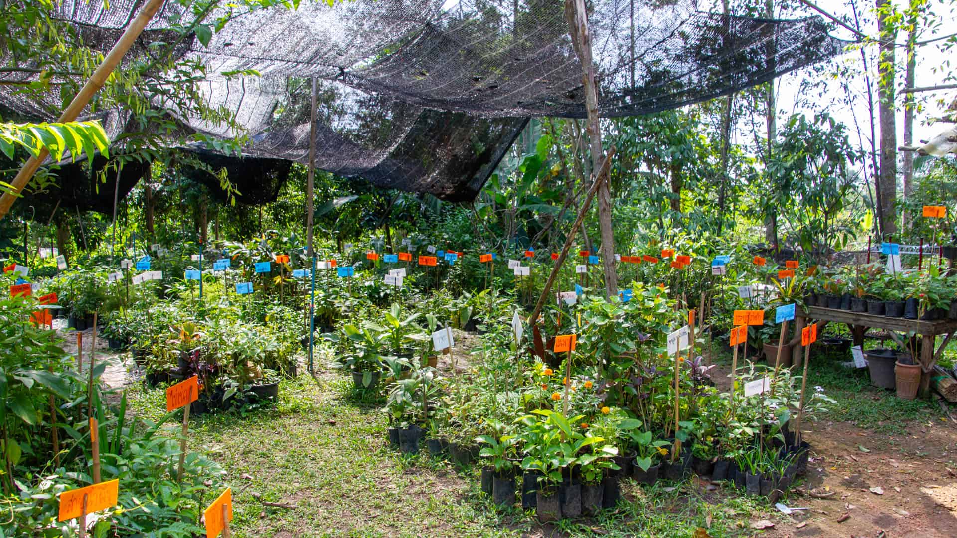 Medicinal plants growing in organised rows at Ban Dong Bang village in Prachin Buri